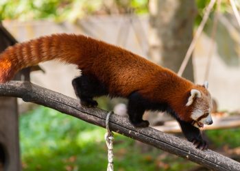 Red panda, Planckendael zoo.