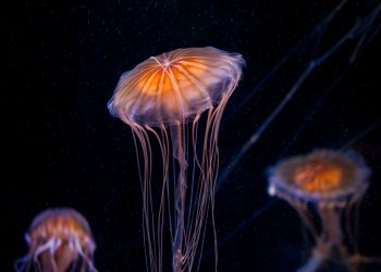 Jellyfish, aquarium Nausicaa at Boulogne-sur-Mer