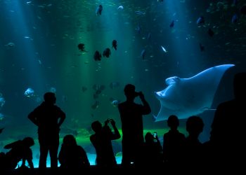 Manta ray, aquarium Nausicaa at Boulogne-sur-Mer
