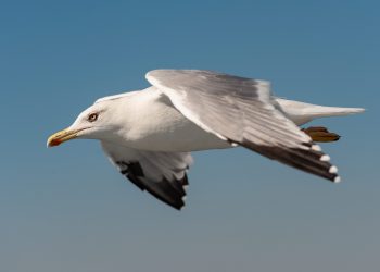 Seagull soaring on the updraft of a ferry ship. Izmir 2024.