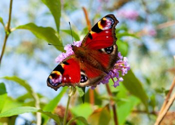 Peacock butterfly (Dagpauwoog), 2021.