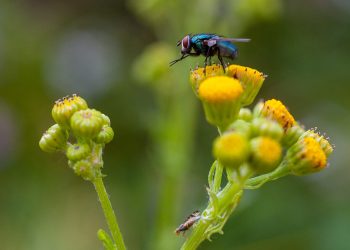 Fly macro, Nerdlab garden 2025.