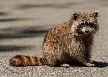 Wild Raccoon, Indiana 2016.
