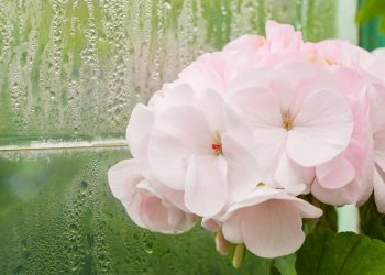 Royal Greenhouses Laeken, 2016.
