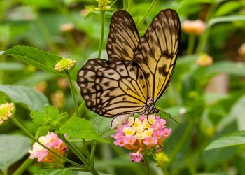 Paper Kite Butterfly, butterfly garden Grevenmacher 2023.