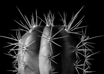 Trichocereus terscheckii with studio strobes.